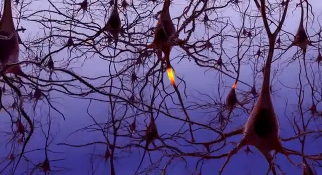 Wired to Wager: The Neuroscience Explaining Why Stopping Feels Impossible